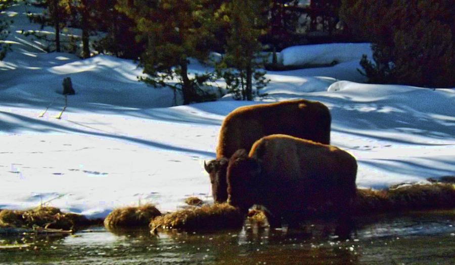 Buffalo Graze Along River Photograph by C Sitton