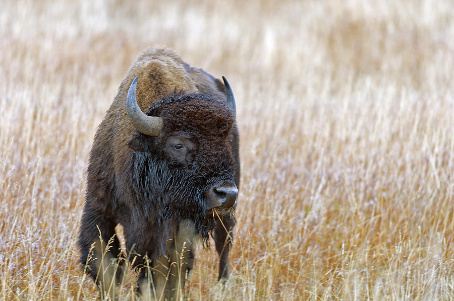 Bison Photograph - Buffalo grazing by Gary Langley
