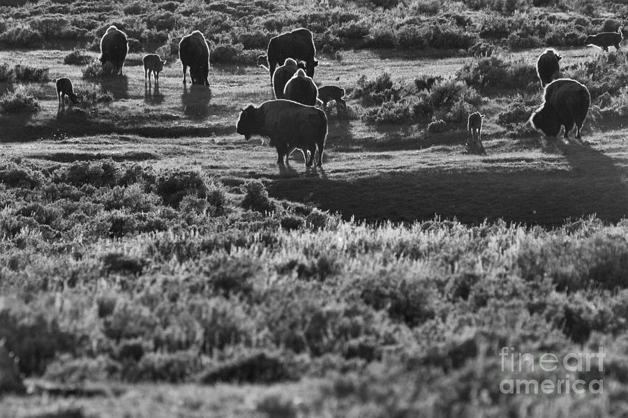 Buffalo Grazing In The Sunset Photograph by Adam Jewell