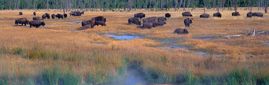 Nature Photograph - Buffalo Grazing, Yellowstone National by Panoramic Images