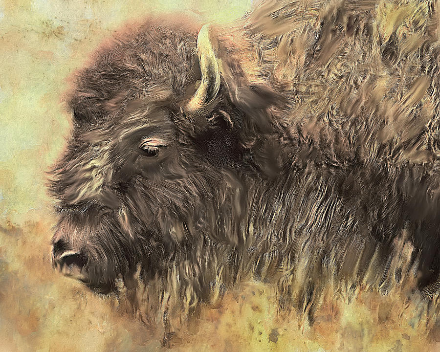 Buffalo Head Photograph by Nancy Germer - Fine Art America