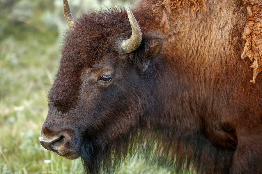 Buffalo Head Photograph by Todd Klassy