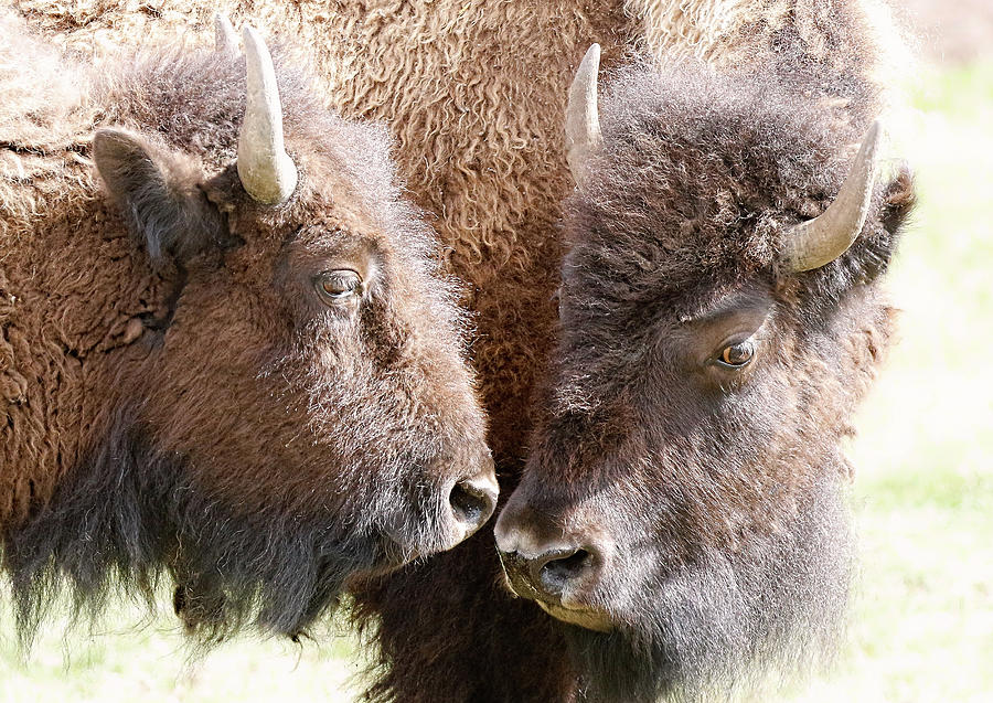 Buffalo Heads Photograph by Athena Mckinzie