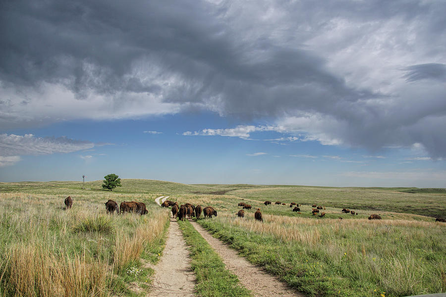 Buffalo Herd Photograph by Alan Hutchins