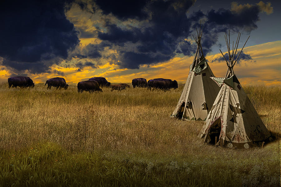 Buffalo Herd Alongside Teepees On The Prairie Photograph