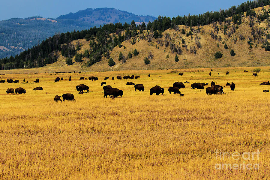 Buffalo Herd at Sunset Yellowstone Photograph by Ben Graham