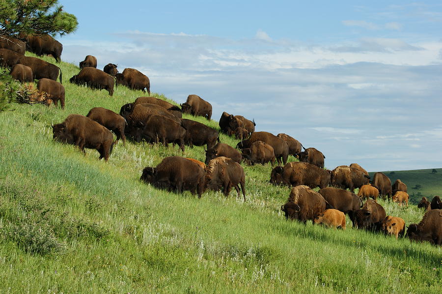 Buffalo Herd Photograph by Ernest Echols