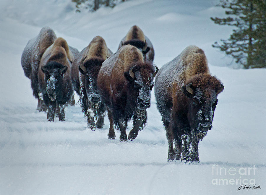 Buffalo Herd In Snow-Signed-#0001 Photograph by J L Woody Wooden
