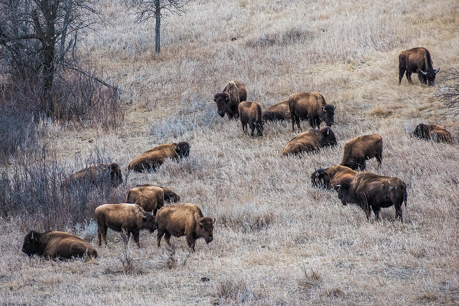 Buffalo herd Photograph by Paul Freidlund