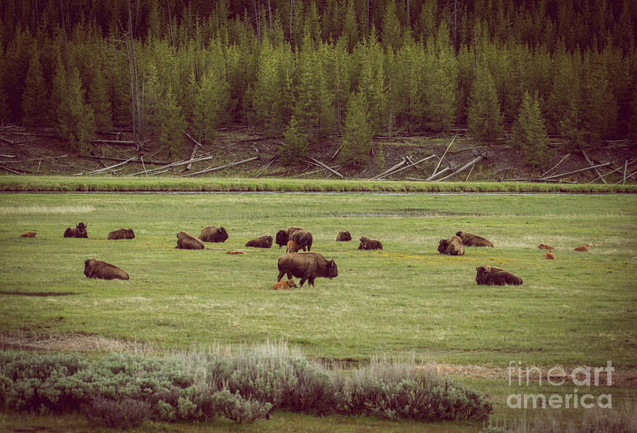 Buffalo Herd Photograph by Robert Bales