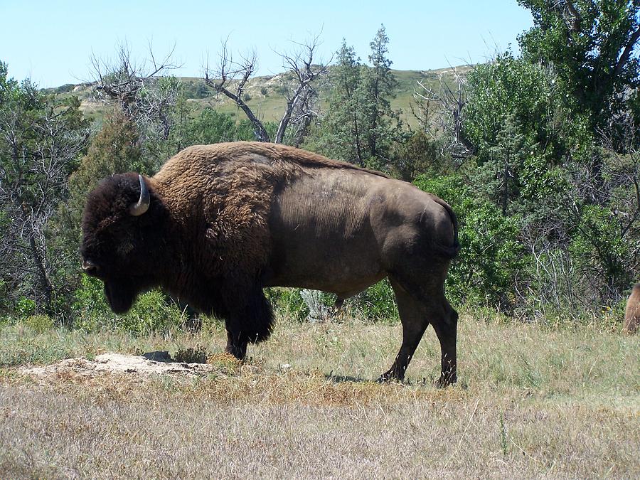 Buffalo in North Dakota Photograph by Constance Drescher