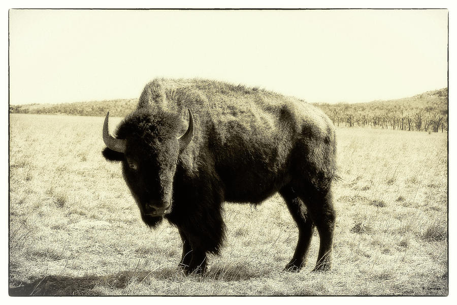 Buffalo in Sepia Photograph by Tony Grider