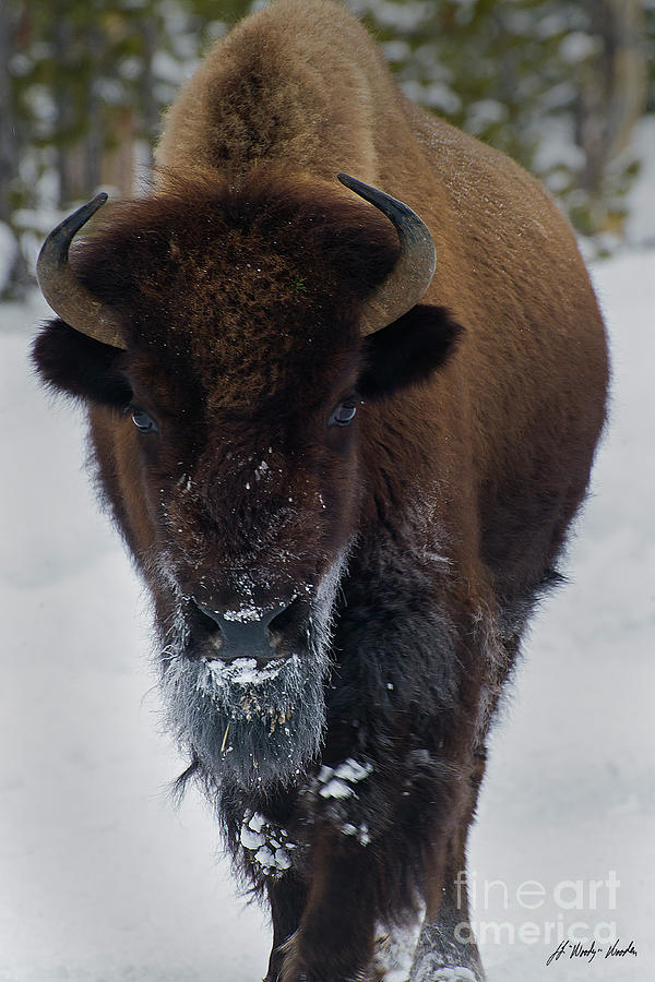 Buffalo In Snow-signed-#1204 Photograph