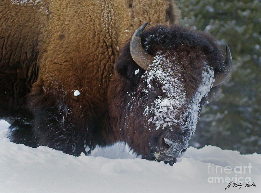 Buffalo In Snow-Signed-#9590 Photograph by J L Woody Wooden