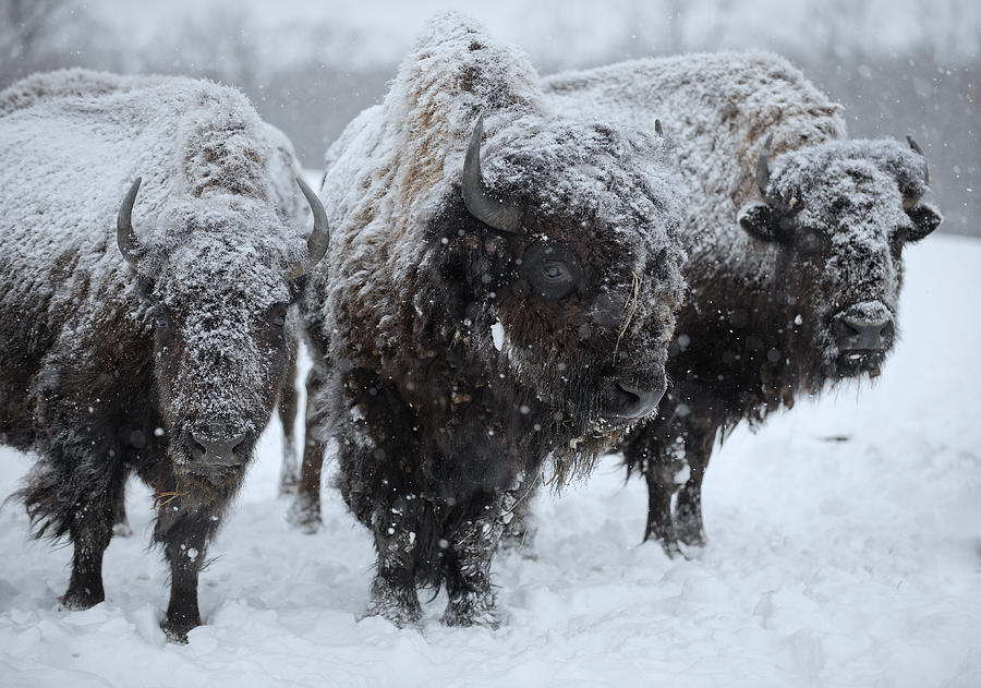 Buffalo in the blowing snow Photograph by Laszlo Gyorsok - Fine Art America