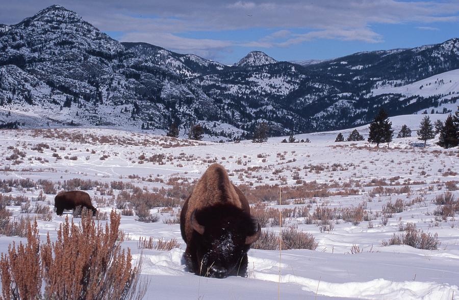 Buffalo in the Rockies Photograph by Edward R Wisell