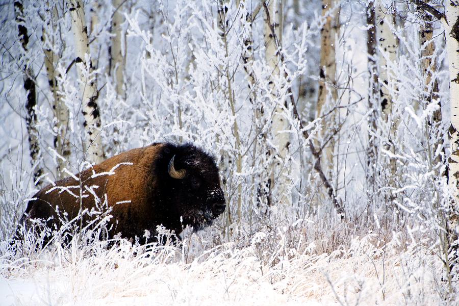 Animal Photograph - Buffalo In The Snow by Richard Wear
