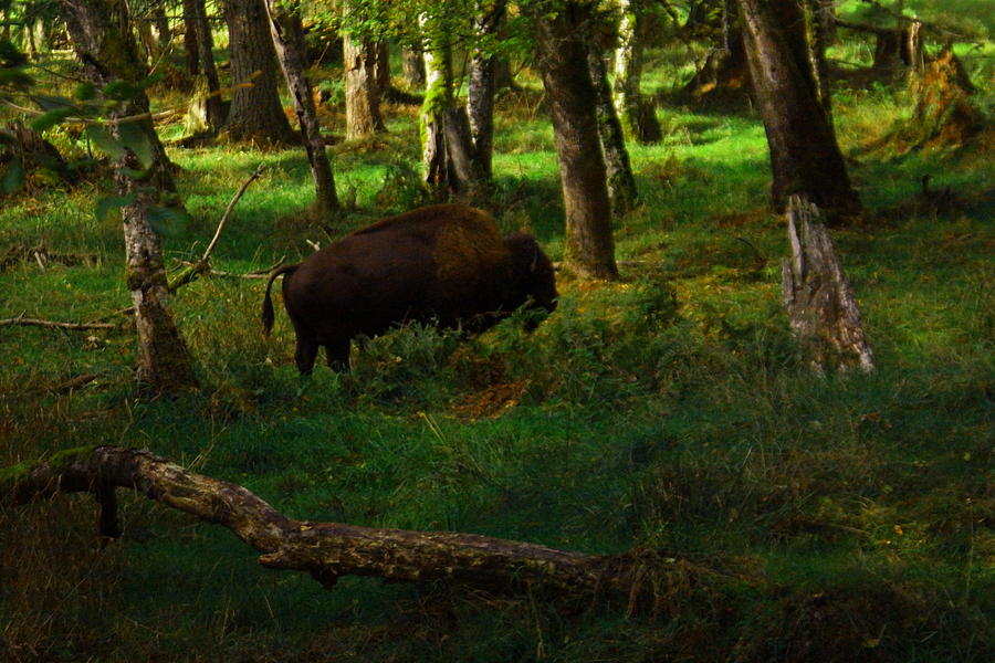 Buffalo Photograph - Buffalo in the trees by Jeff Swan