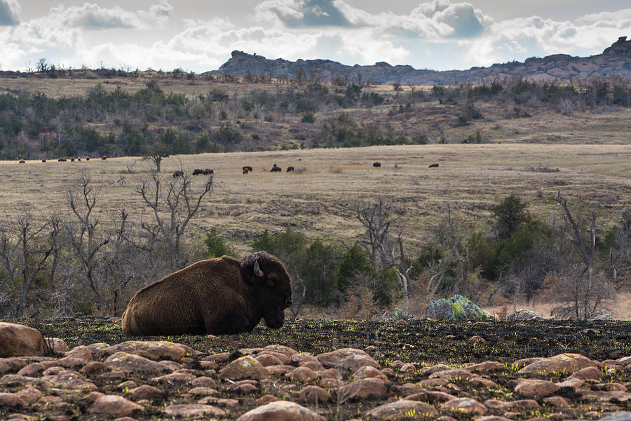 Nature Photograph - Buffalo in the Wichita Mountains by Hillis Creative