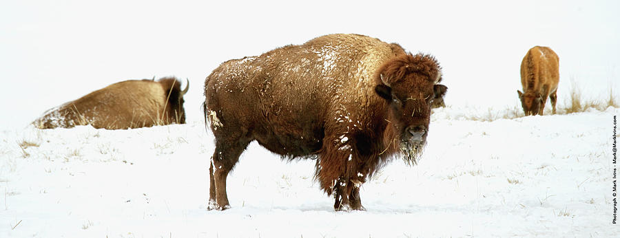 Buffalo in Winter Photograph by Mark Ivins