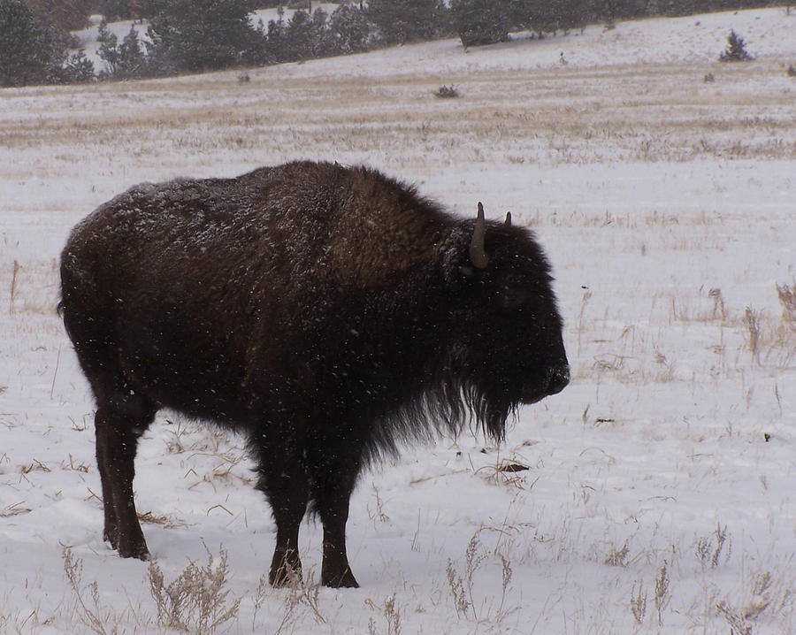 Buffalo Photograph by JK Dooley