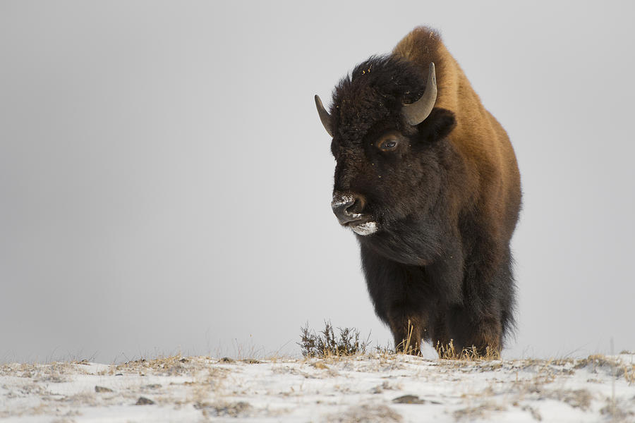 Buffalo Leader Photograph by Bill Cubitt