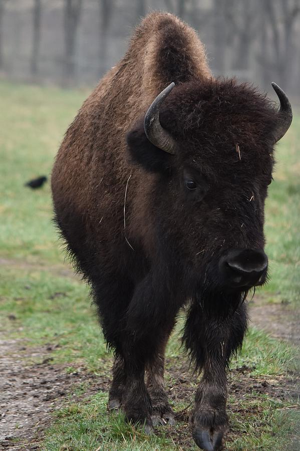 Buffalo Photograph by Linda Benoit - Fine Art America