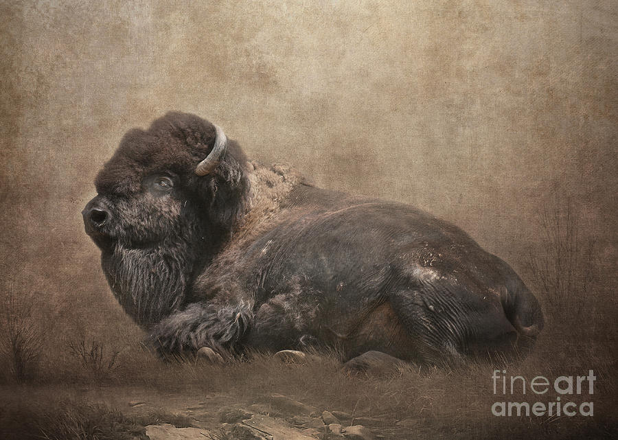 Buffalo Digital Art by Lynn Jackson - Fine Art America