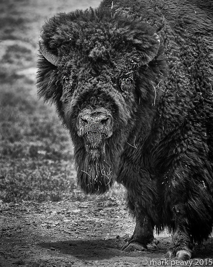 Buffalo Photograph by Mark Peavy
