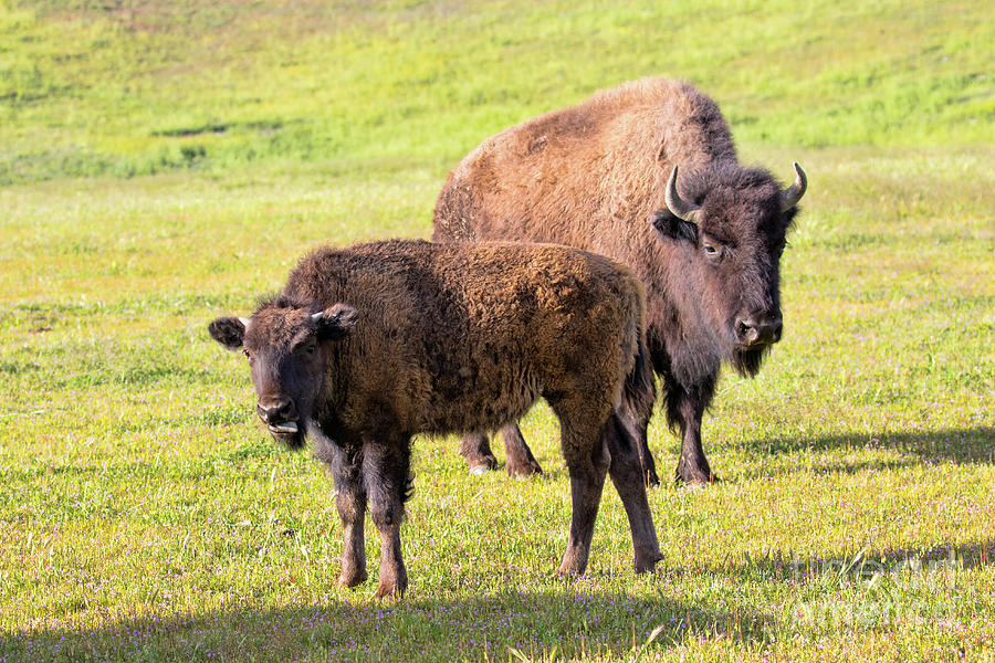 Buffalo Mother And Baby Photograph by Mimi Ditchie