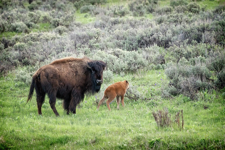 Buffalo Mother and Calf Yellowstone GRK6623_05212018-2  Photograph by Greg Kluempers