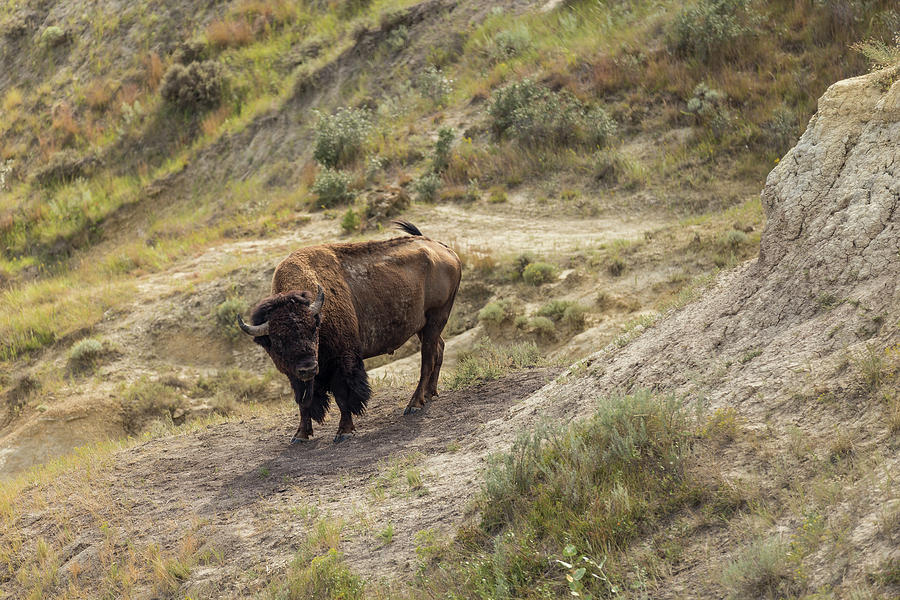 North Dakota's Buffalo Trails: Where the Wild Things Are (and the Wi-Fi's Surprisingly Good!)