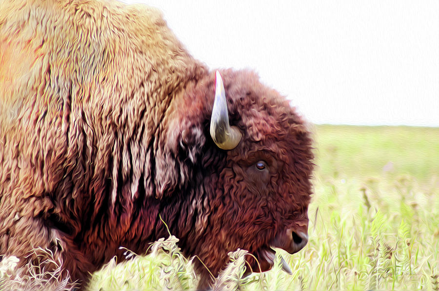 Buffalo of the Tall Grass Prairie  Digital Art by Susan Vineyard