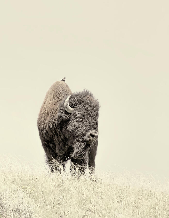 Buffalo on a Hill Photograph by Jennie Marie Schell