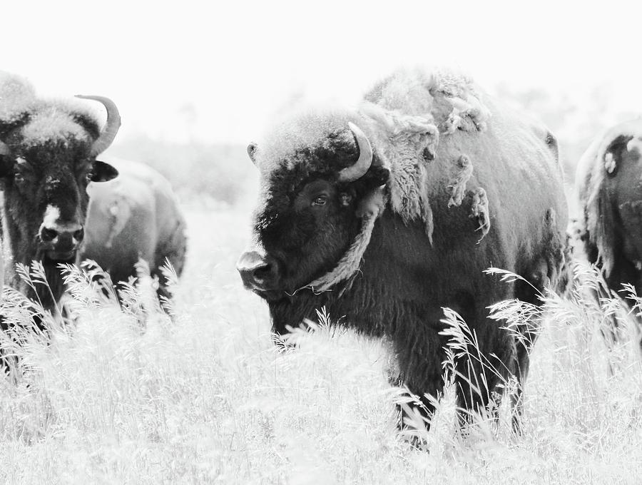 Buffalo on a Sunny Day Photograph by Brian Sereda