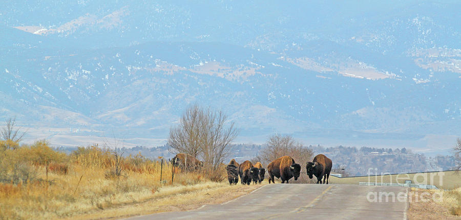 Buffalo on Road Outside Denver 5772 Photograph by Jack Schultz