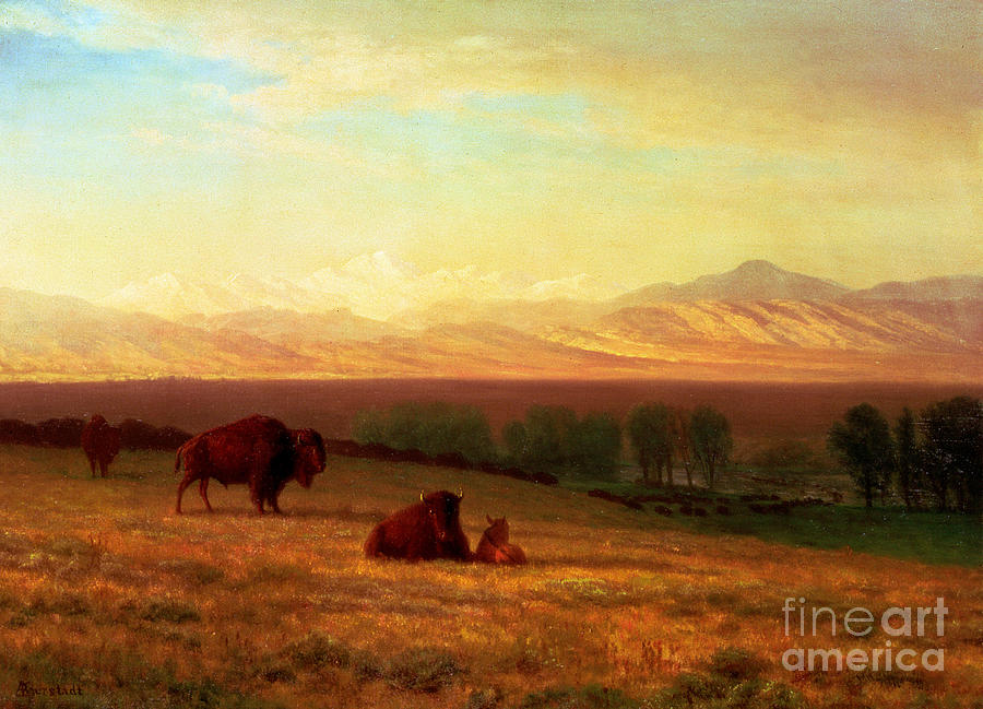 Albert Bierstadt  Painting - Buffalo on the Plains by Albert Bierstadt