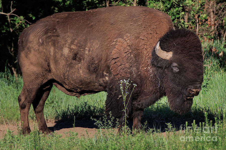 Buffalo On The Plains Photograph