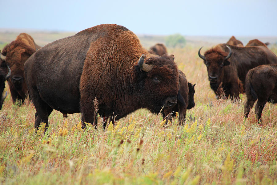 Buffalo on the Prairie Photograph by Carol Schultz | Fine Art America