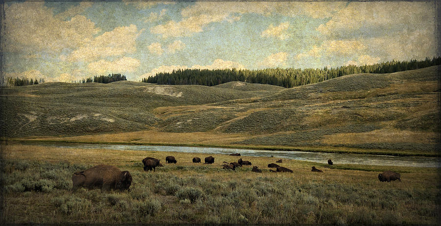 Buffalo on the Prairie Photograph by Sandra Selle Rodriguez