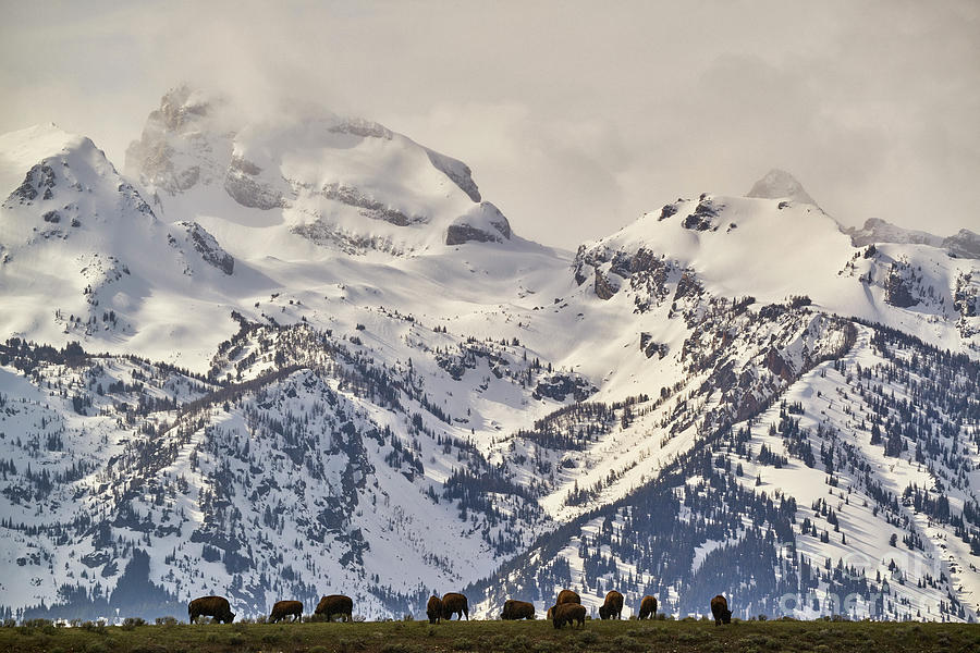 Buffalo On The Range Photograph