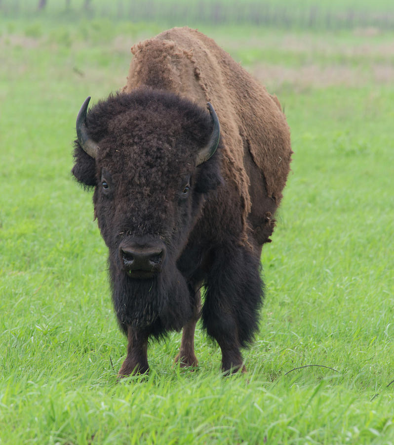 Buffalo on the Tallgrass Pairie Photograph by Bert Peake