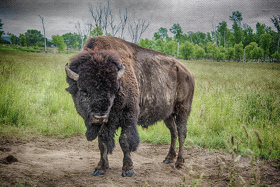 Buffalo Photograph by Pamela Williams