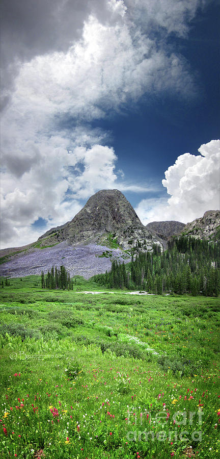 are dogs allowed in buffalo peak wilderness