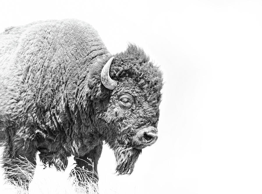 Buffalo Portrait Black and White Photograph by Jennie Marie Schell