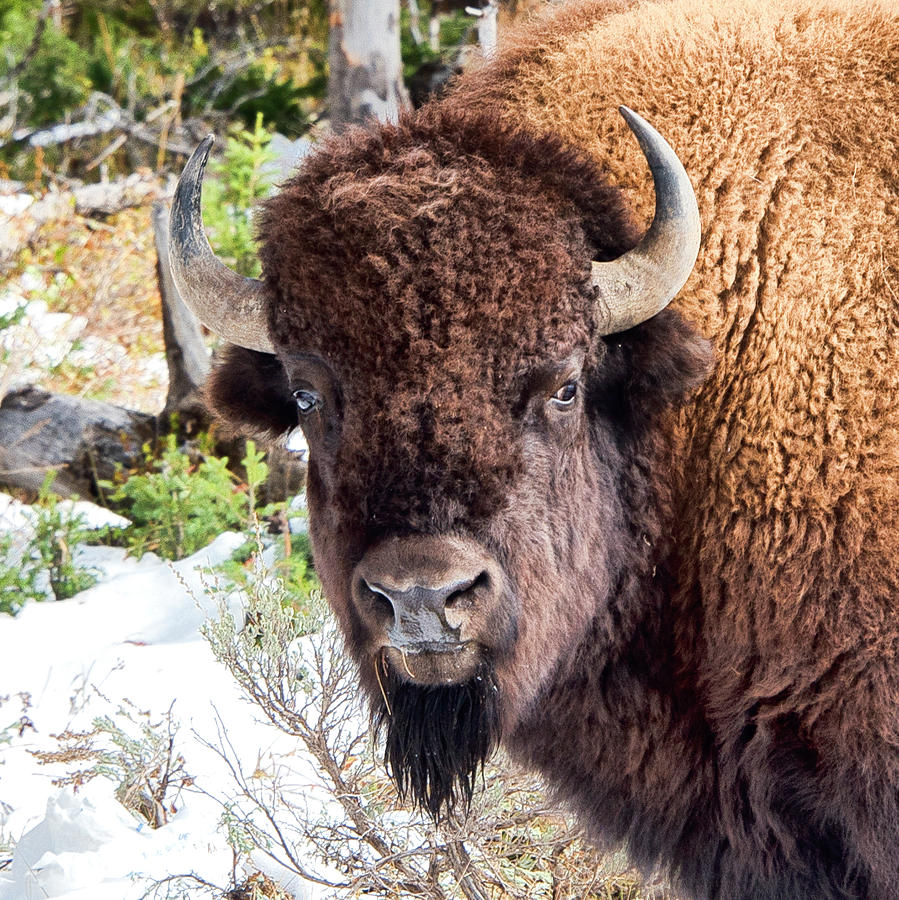 Buffalo Portrait Photograph By Gej Jones - Fine Art America