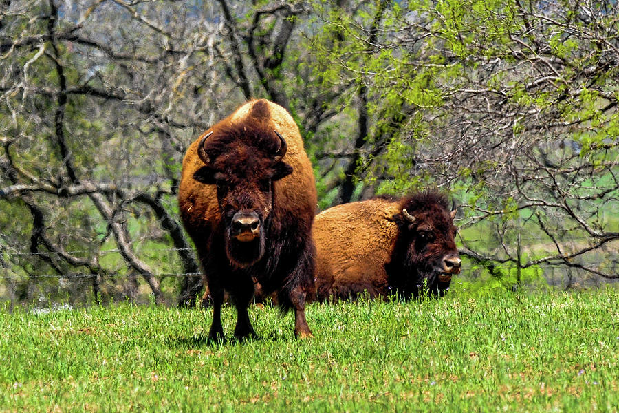 Buffalo Posing Photograph by Marilyn Burton