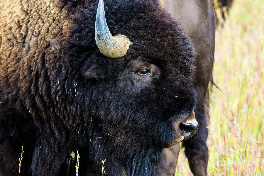 Buffalo Profile Jackson Hole Photograph by Ben Graham