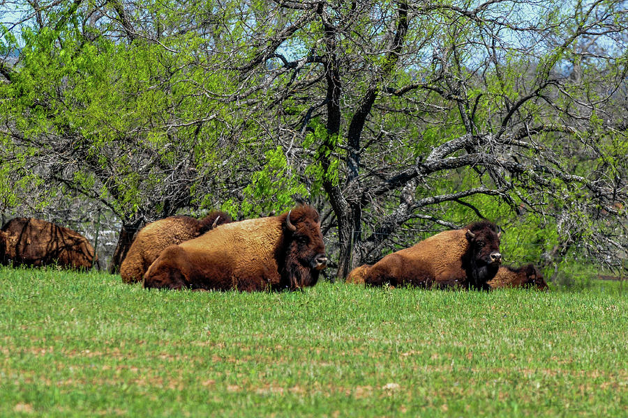 Buffalo Resting in a Field Photograph by Marilyn Burton