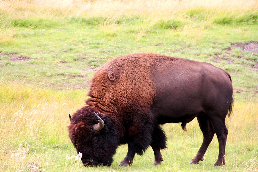 Buffalo Roaming Photograph by Charlene Reinauer - Fine Art America